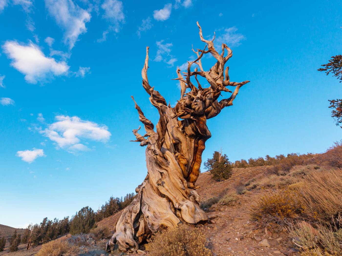 Methuselah Tree