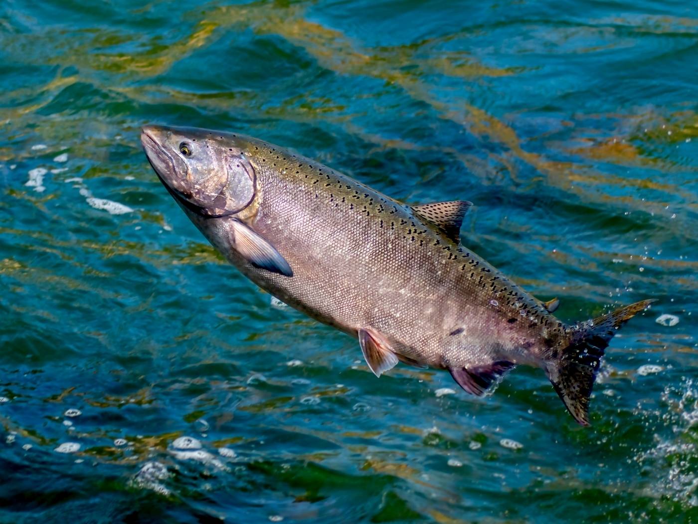 Salmon fish