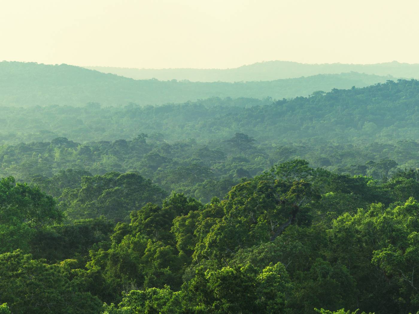 10 Largest and Most Biodiverse Forests in The World