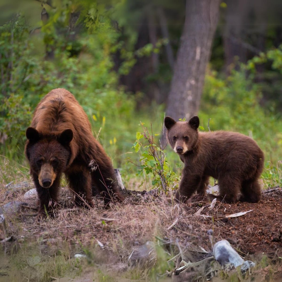 Brown bears