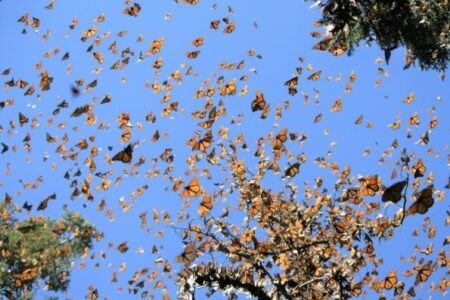 Butterflies in the sky