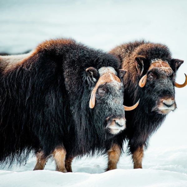 Wild bison in the snow