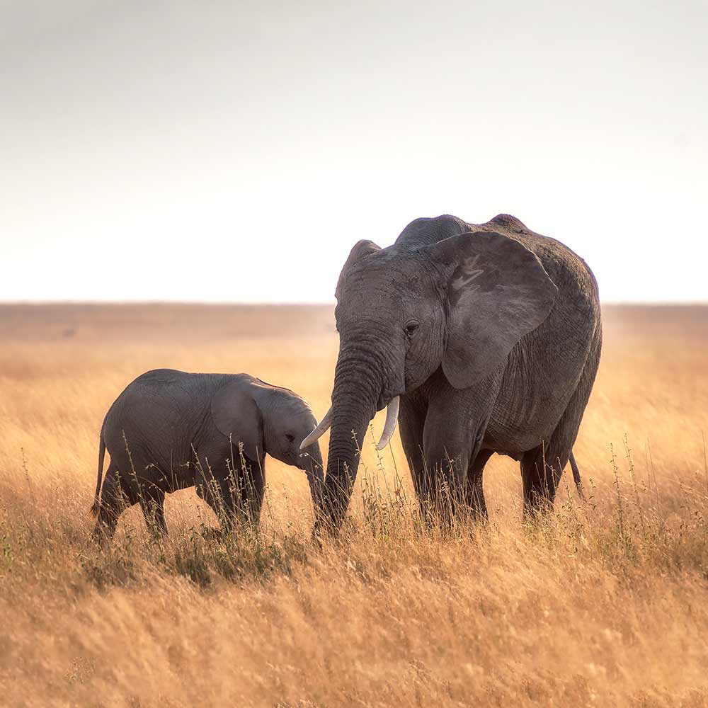 Lucky Elephant Red String Bracelet - TeamPlanting