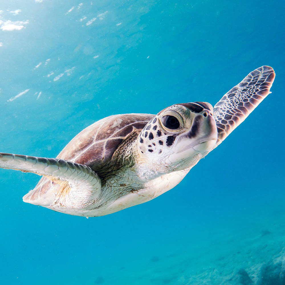 Shielding Tranquility - Sea Turtle Rainforest Jasper Bracelet - TeamPlanting