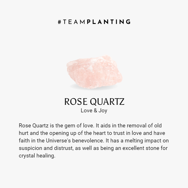 Vivacious energy - Rose Quartz Teardrop Earrings - TeamPlanting