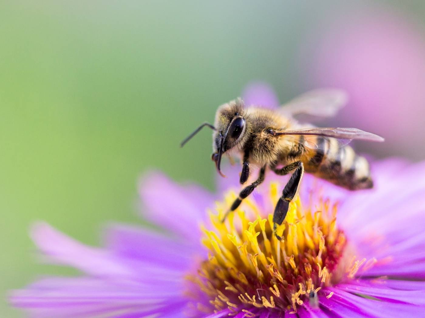 An Urgent Plea to Save the Bees