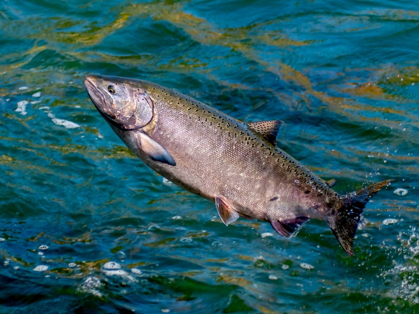 Planting Trees to Save The Salmon Fish: Why Fish Need Trees?
