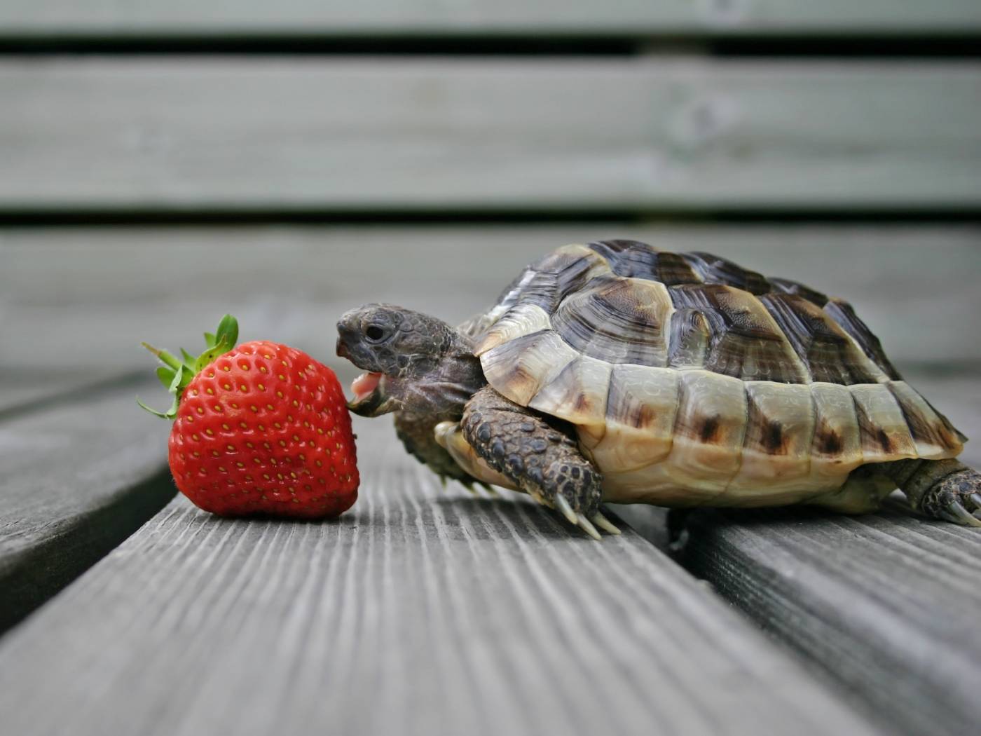 Turtle eating a strawberry